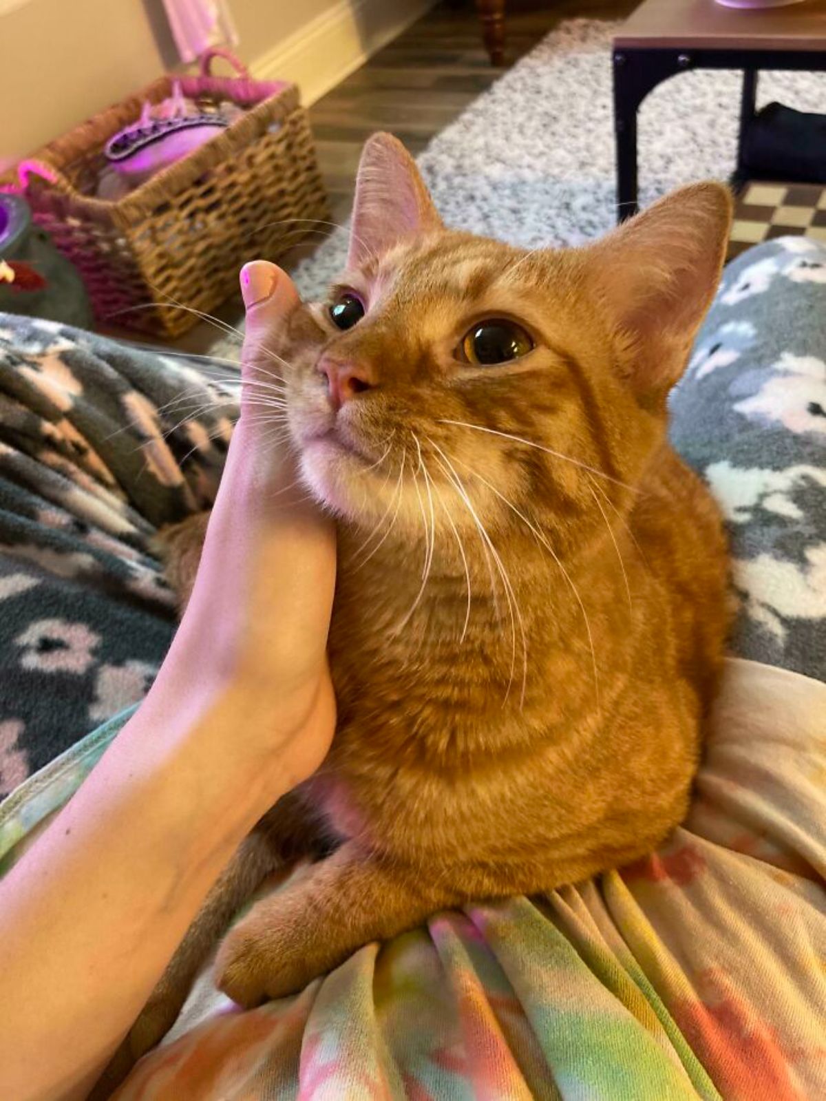 orange cat sitting on someone's lap and looking up lovingly while being petted
