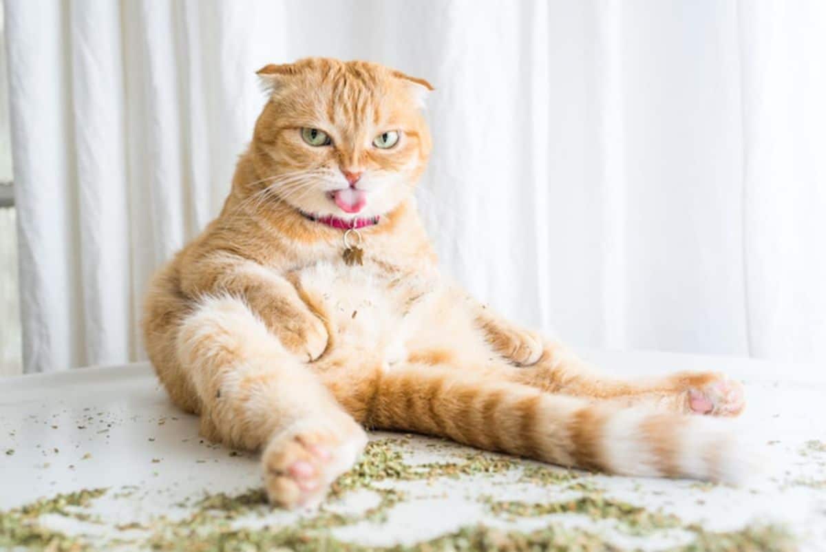 orange cat sitting up on catnip