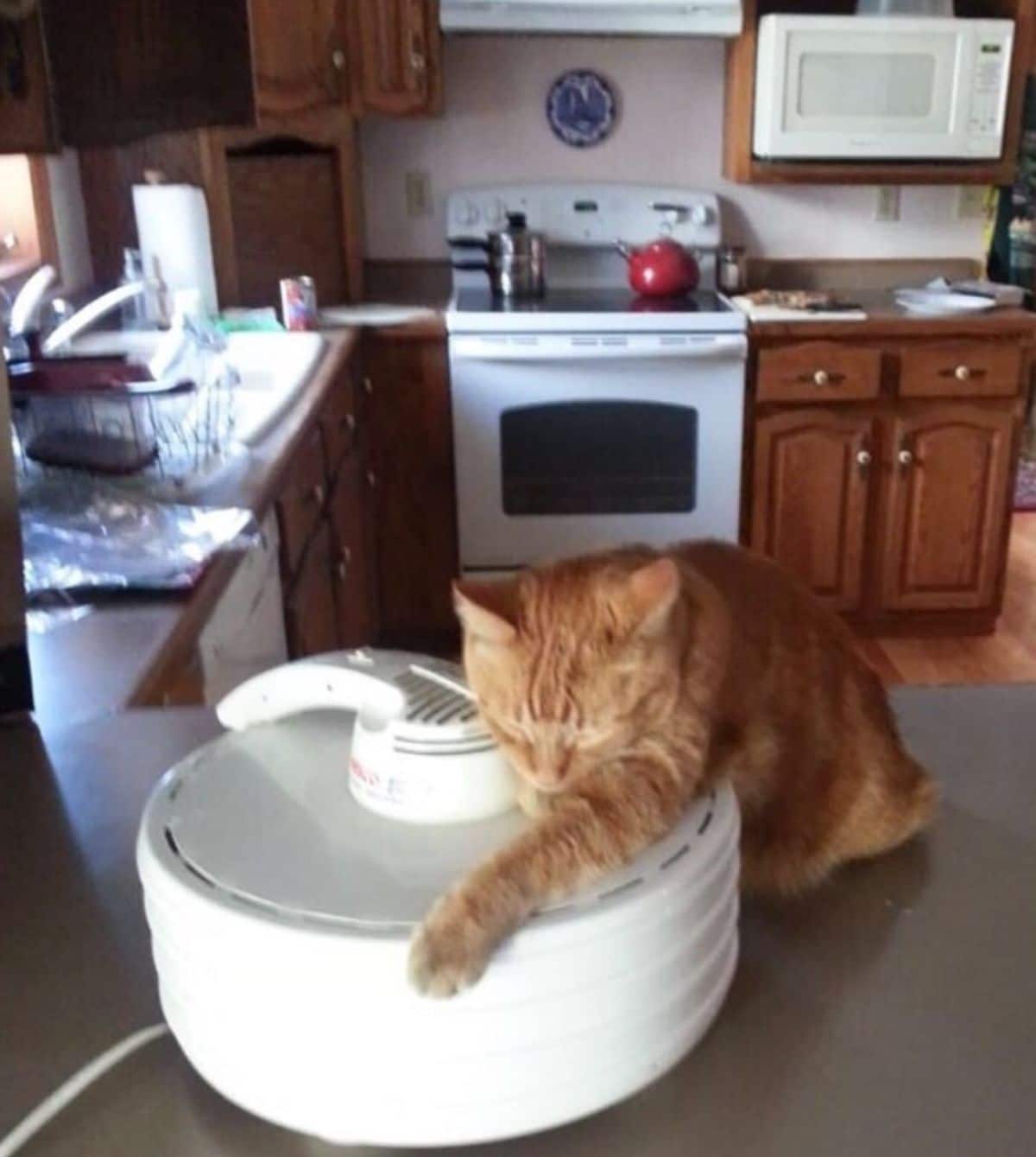 orange cat sleeping on a white food dehydrator