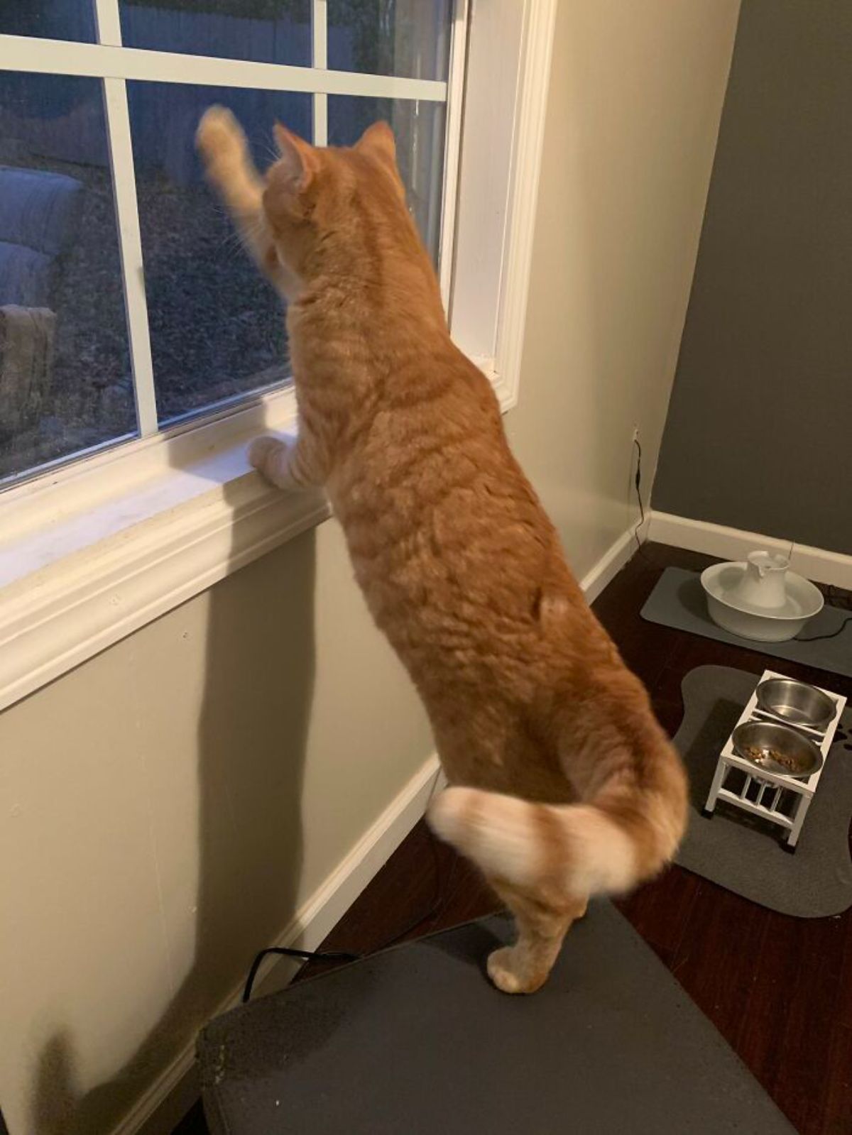 orange cat standing on hind legs and looking out of a window and swatting at the glass with one paw