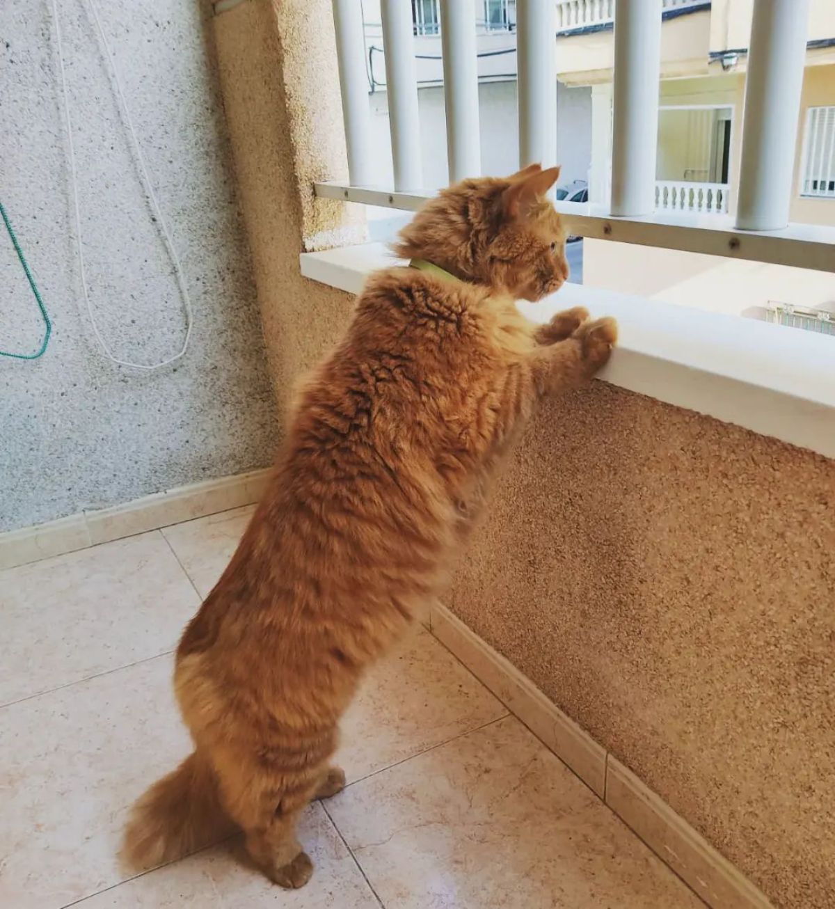 orange cat standing on hind legs and staring through some balcony railings