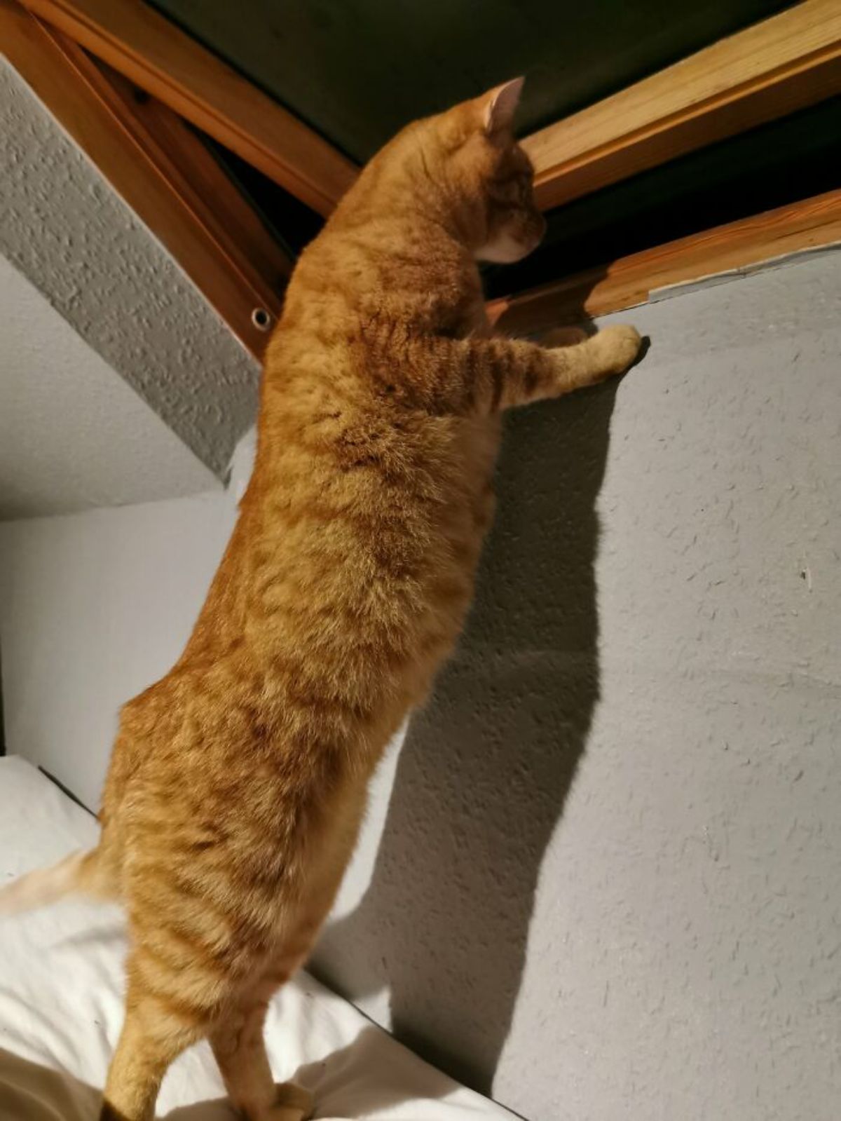 orange cat standing on hind legs on a bed and peeking out of a window