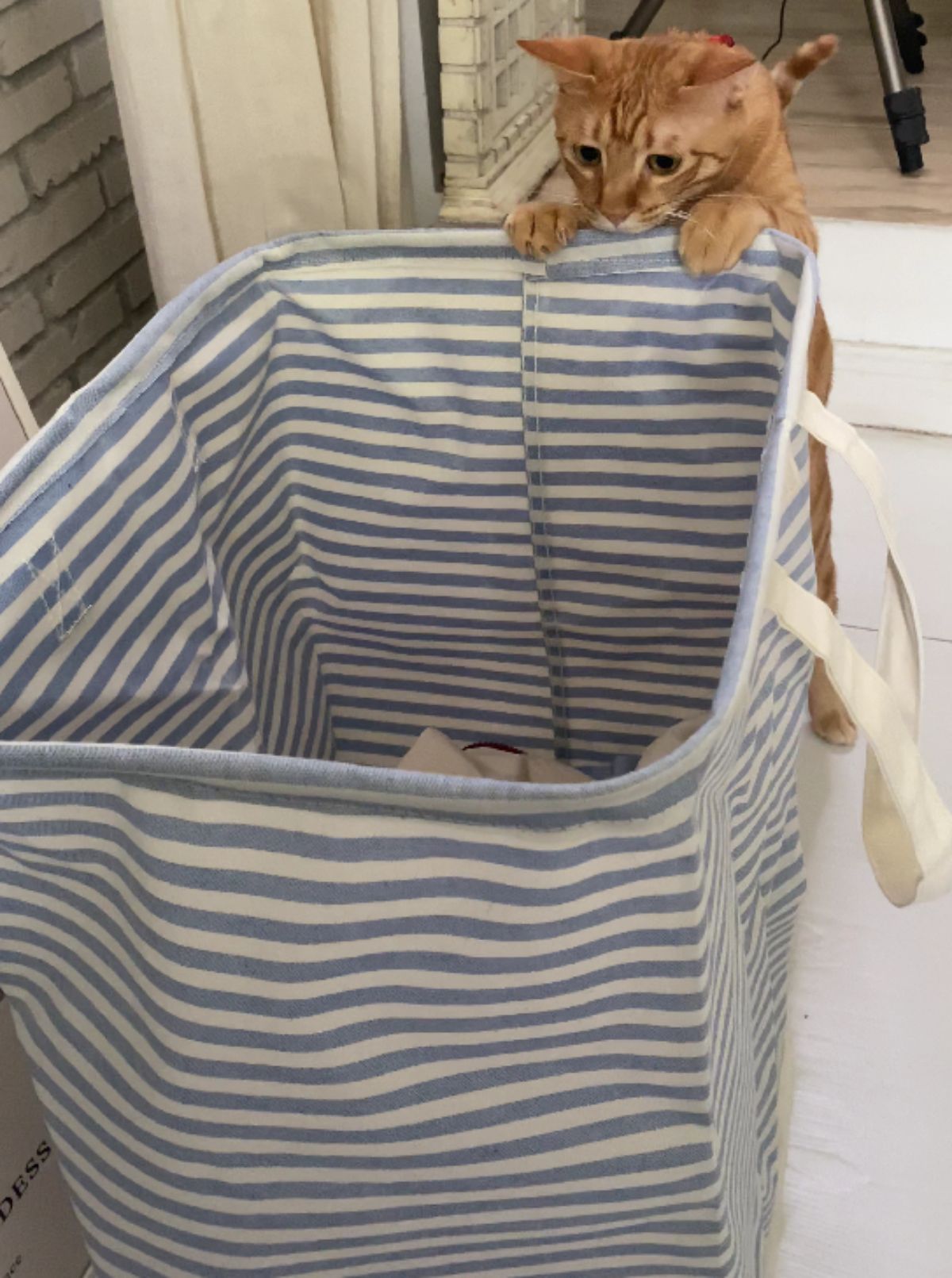 orange cat standing on hind legs with the front legs placed on the edge of a blue and white laundry hamper