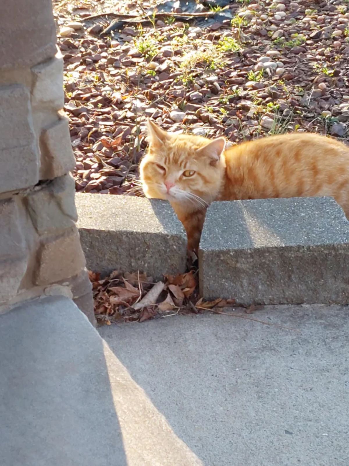 orange cat standing on leaves and looking over some concrete stones and having the right eyes closed