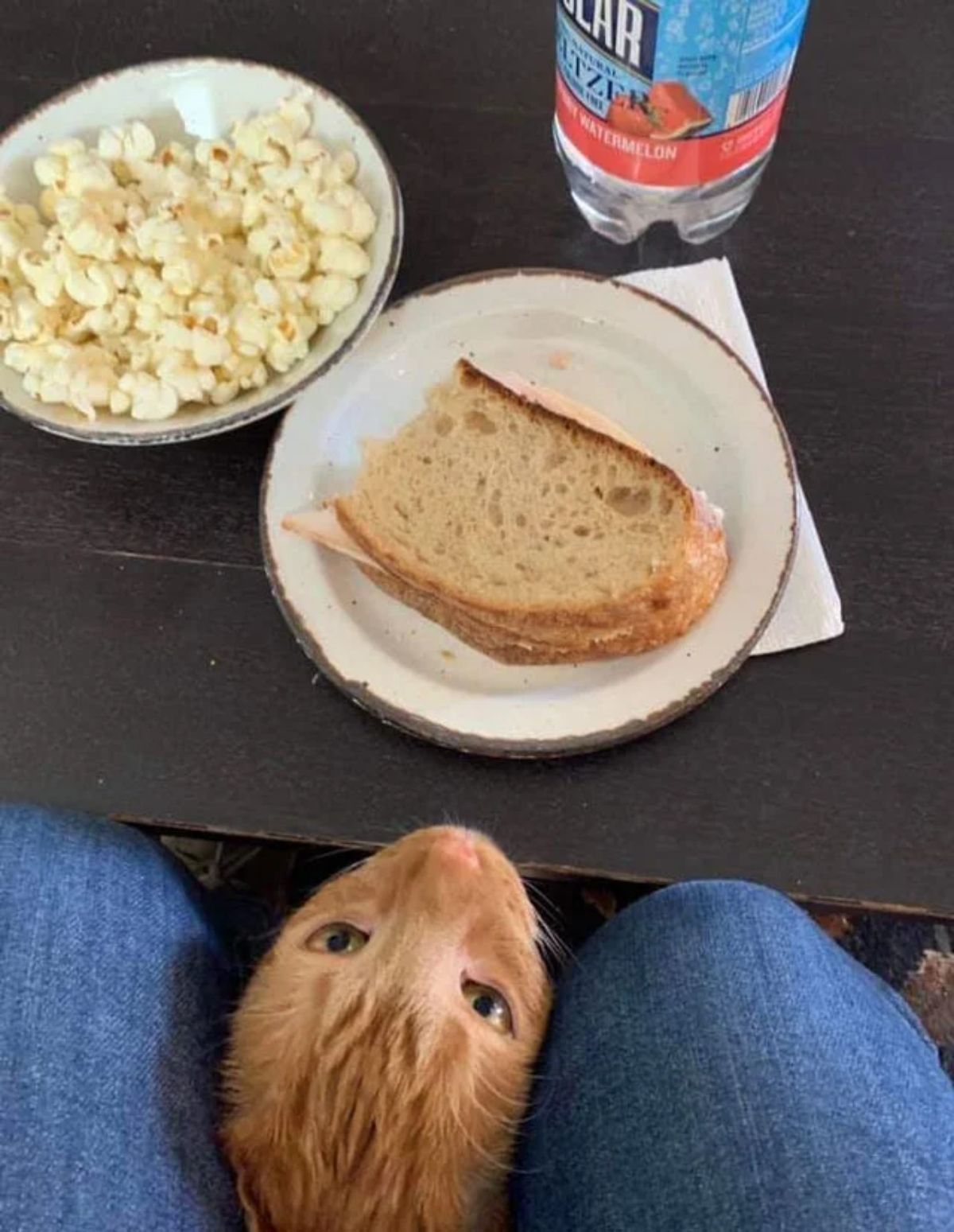 orange cat sticking head between someone's knees to look at a sandwich