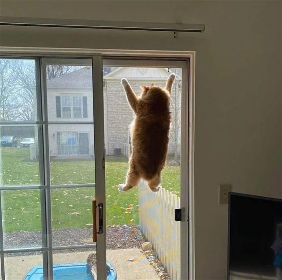 orange cat stuck up high on a screen door and looking at the garden