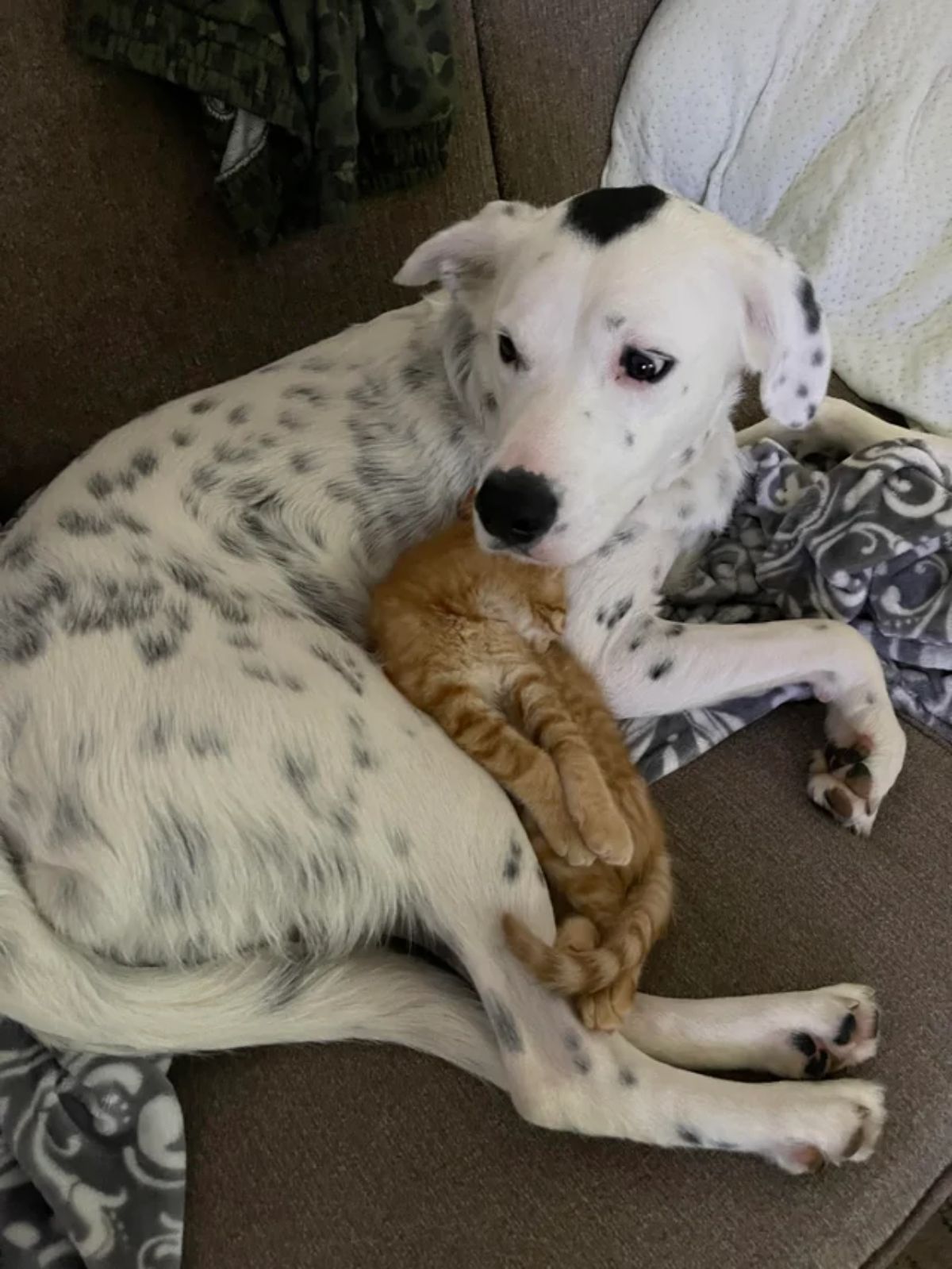orange kitten cuddling with a black and white dog