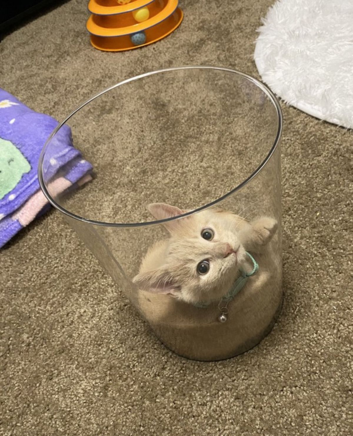 orange kitten inside a glass cup