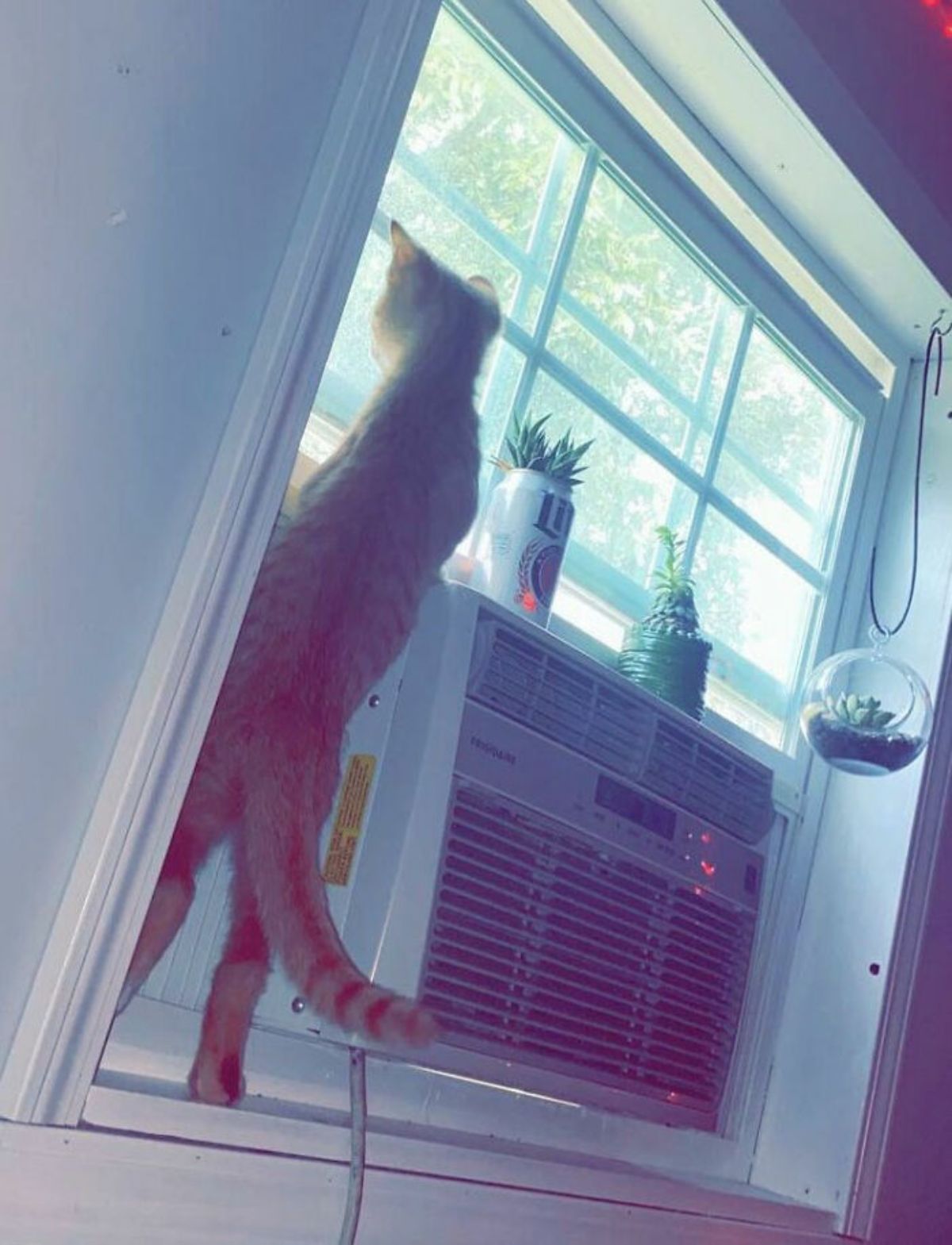 orange kitten standing on a window ledge and peeking out of a window