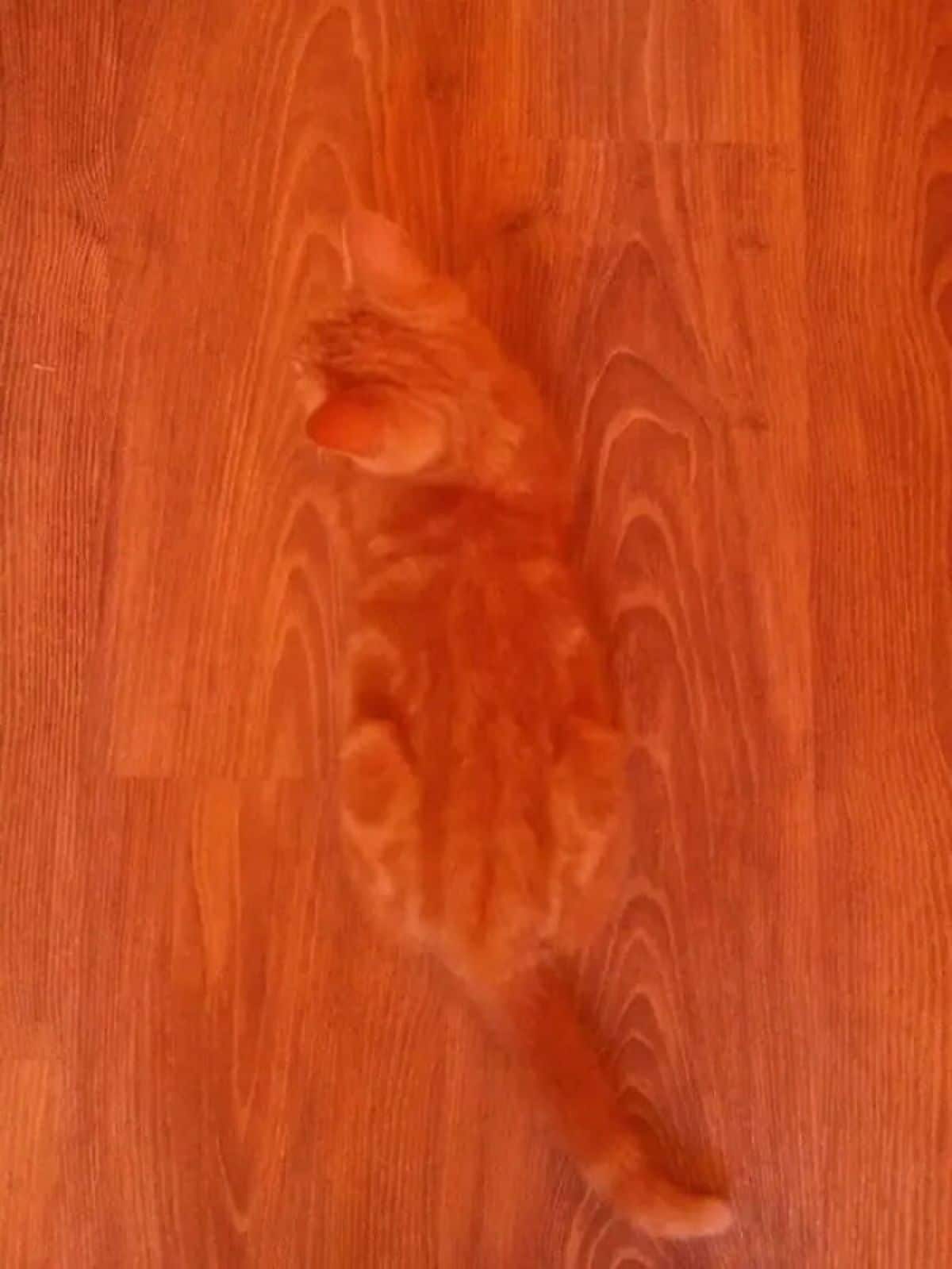 orange marbled cat laying on a marbled wooden floor of the same colour as the cat