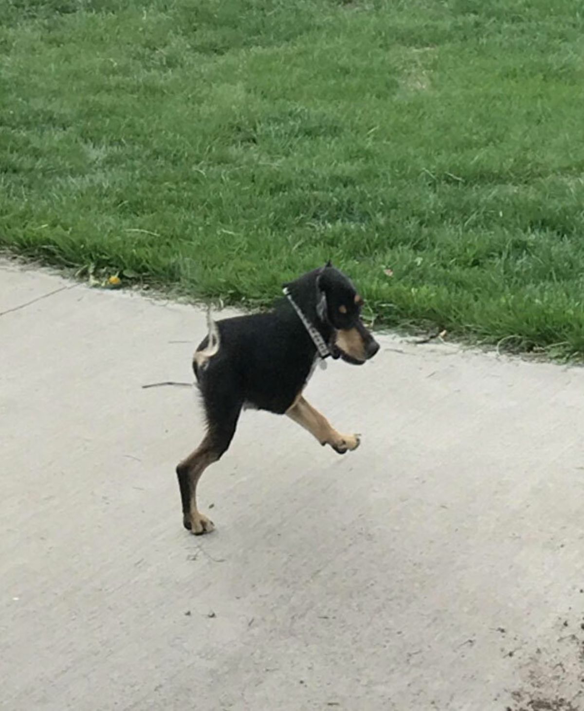 panoramic fail of black and brown dog with a short body, thin tail and two legs with one leg up cause the dog is walking