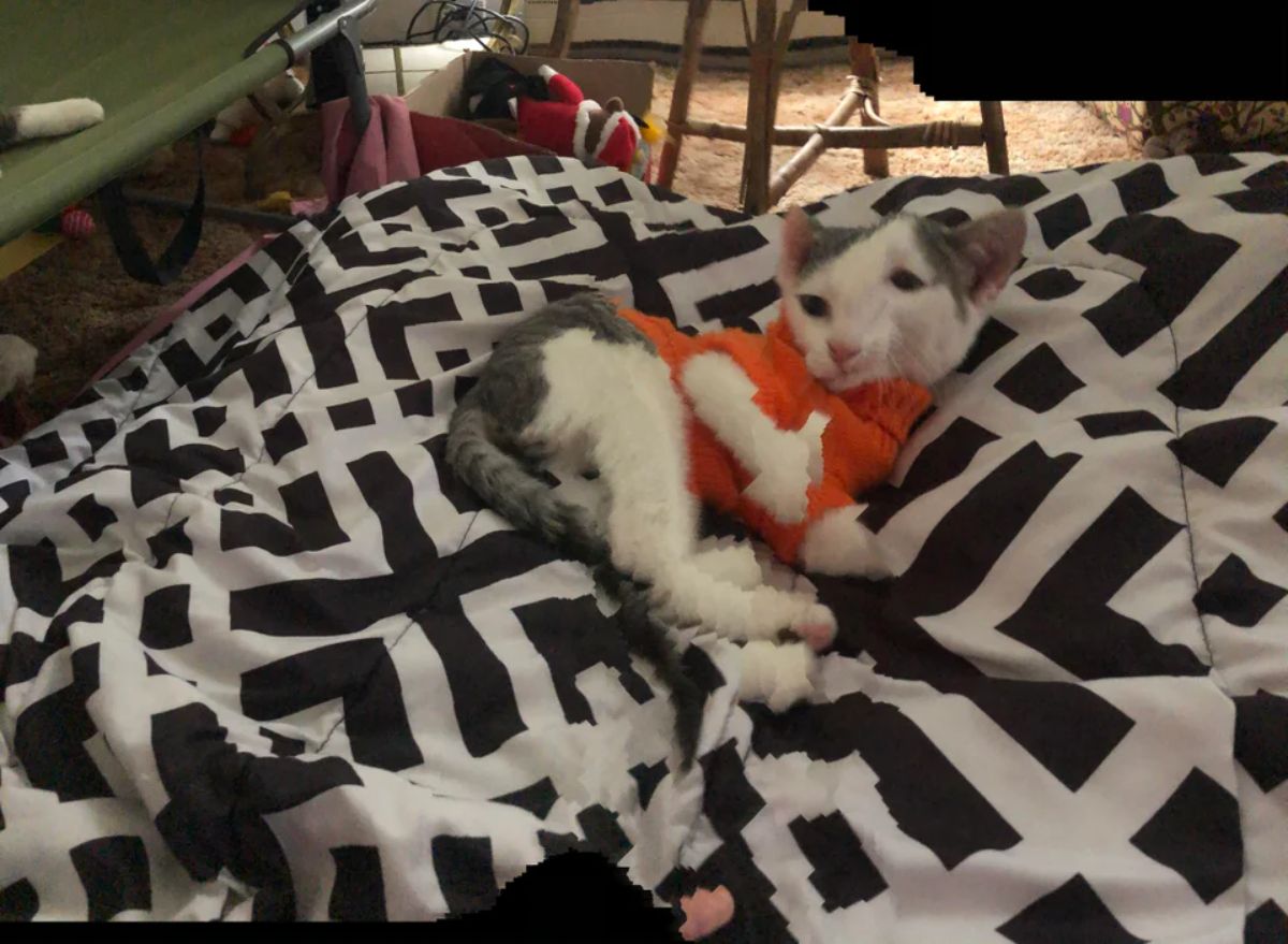 panoramic fail of black and white cat wearing orange shirt laying on a black and white cat bed and the cat's face is lopsided