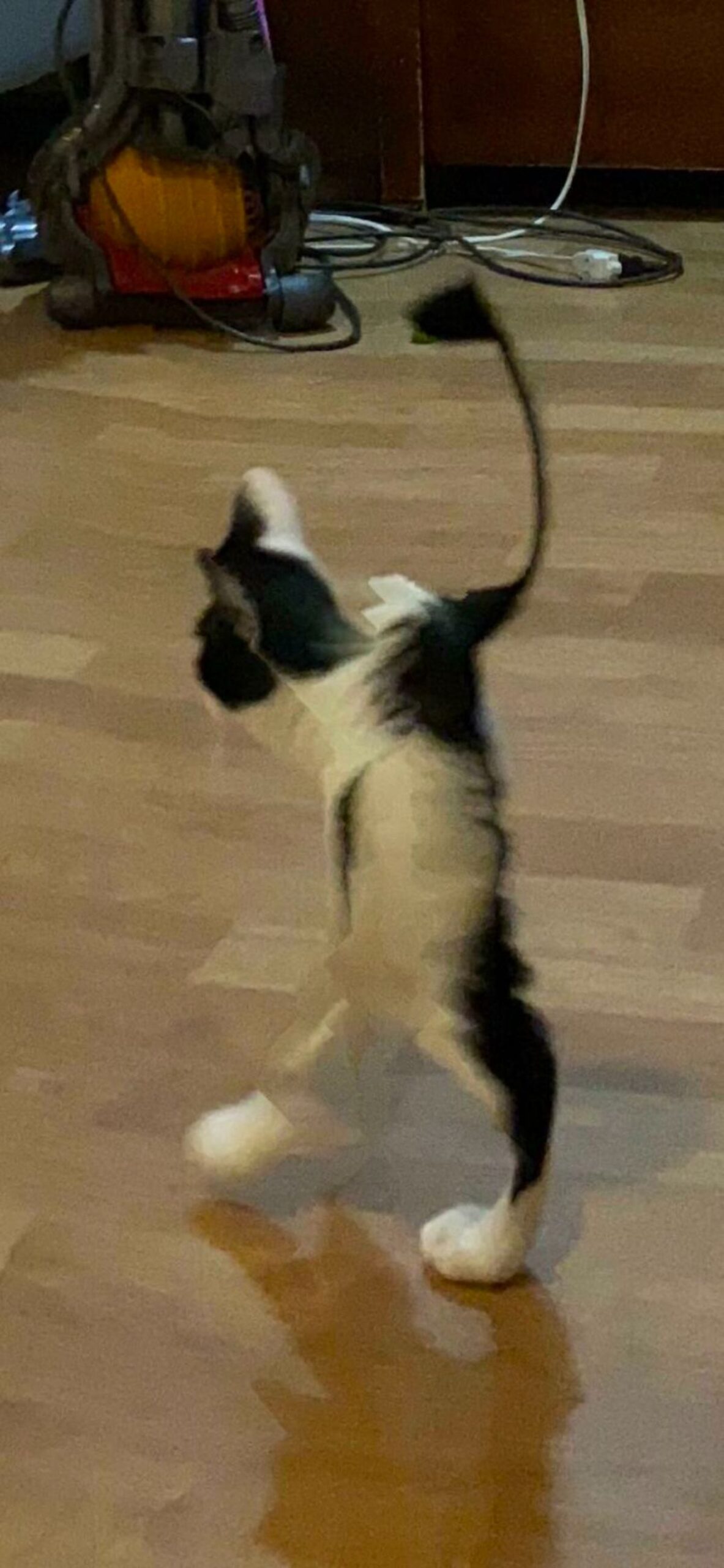 panoramic fail of black and white cat with a thin tail, 2 legs and thin body