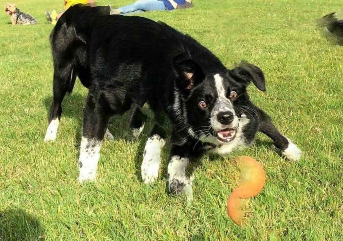 panoramic fail of black and white dog on grass playing with a toy and the dog has multiple legs