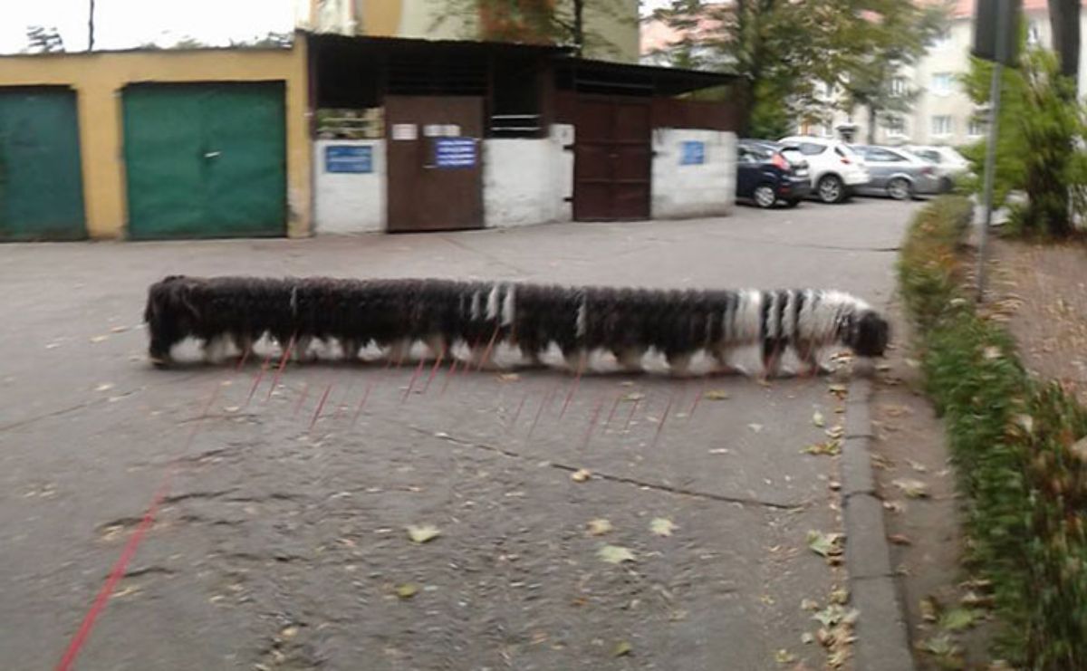panoramic fail of black and white dog standing on a road with a long body and many legs