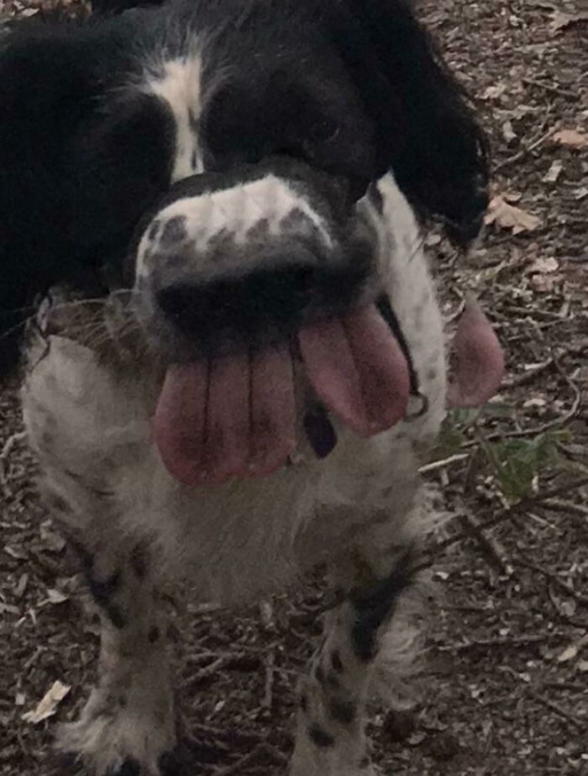 panoramic fail of black and white dog with a big nose and 3 tongues