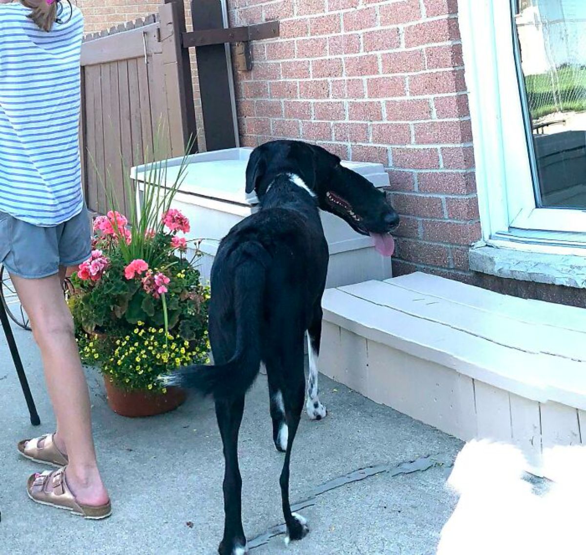 panoramic fail of black and white dog with a very long and thick snout