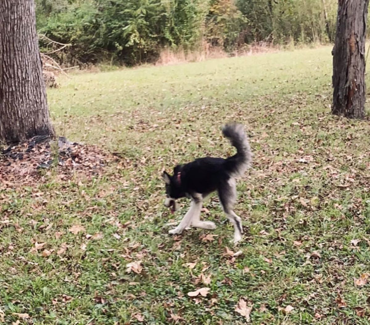 panoramic fail of black and white husky standing on grass between two big trees with a short body and only 3 legs