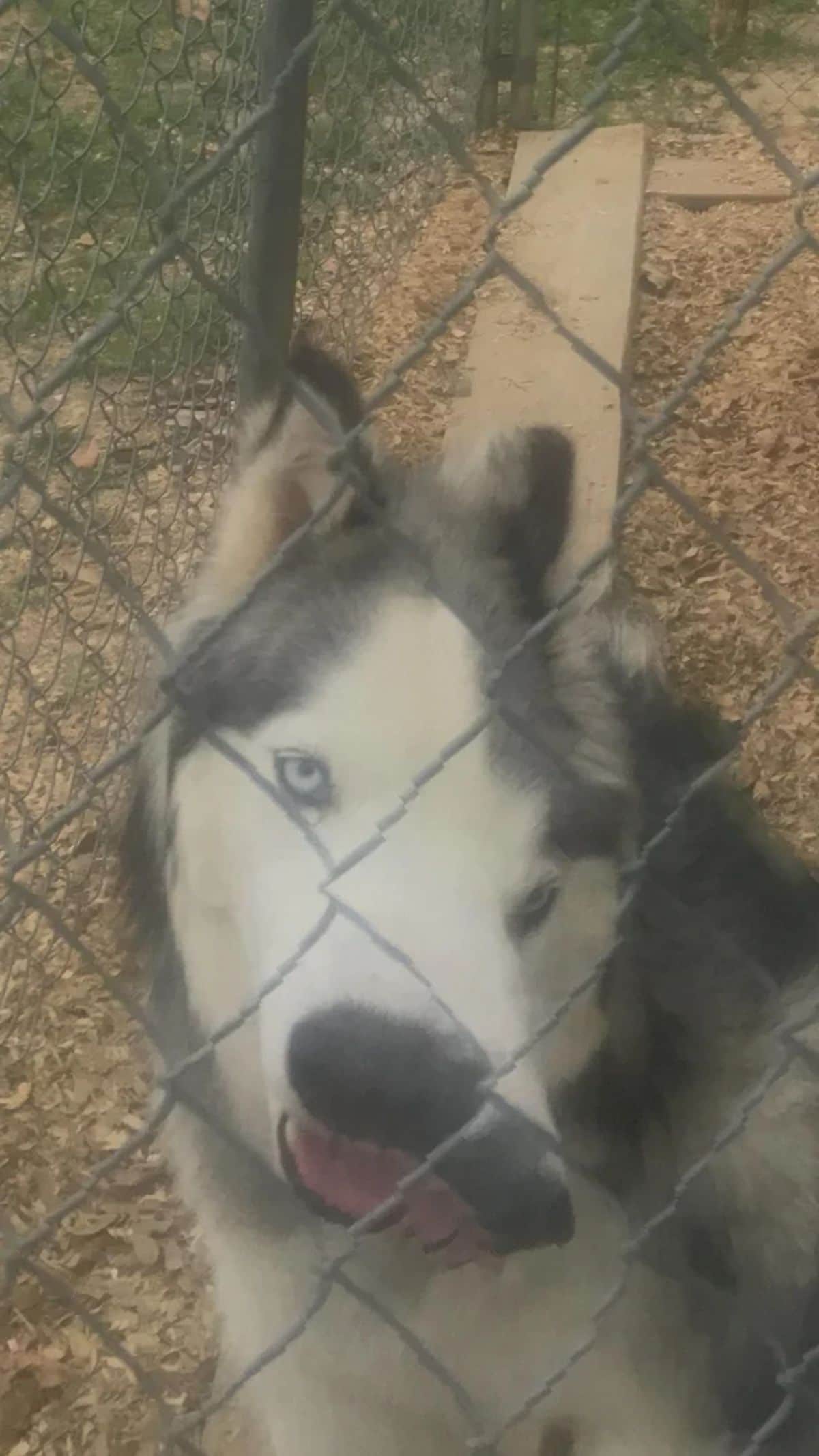 panoramic fail of black and white husky with lopsided eyes and 2 noses