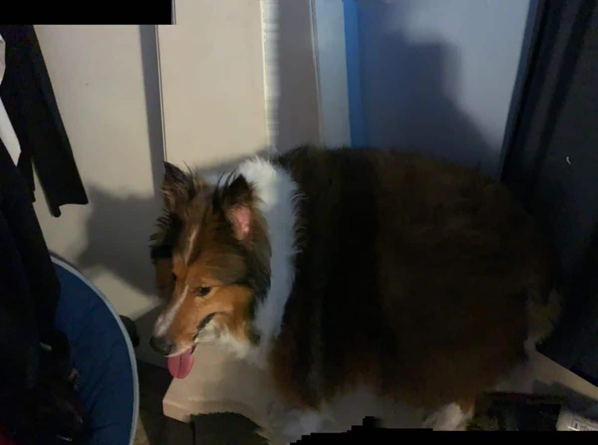 panoramic fail of black brown and white collie looking very chonky