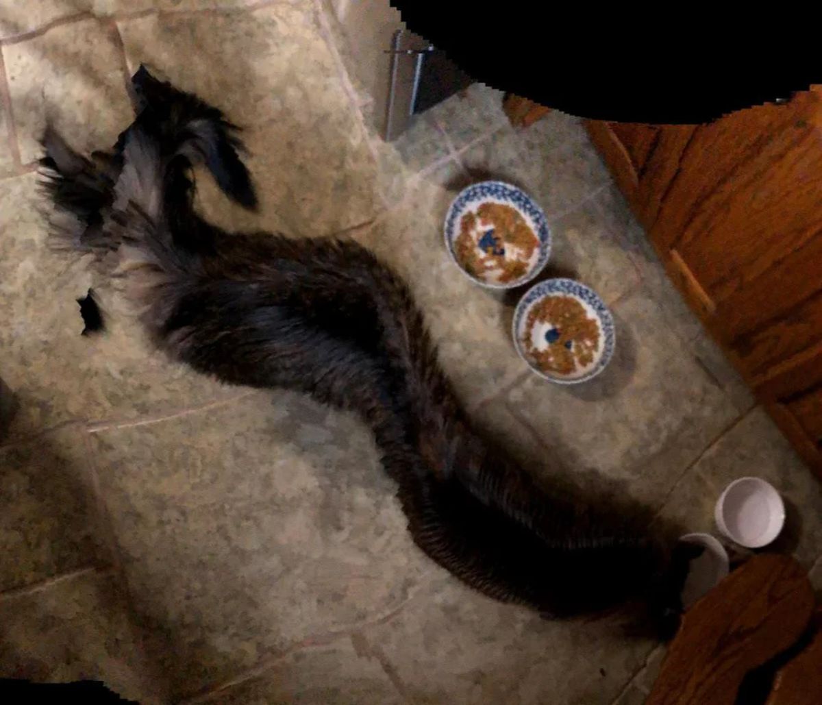 panoramic fail of black cat with a long body and 2 tails