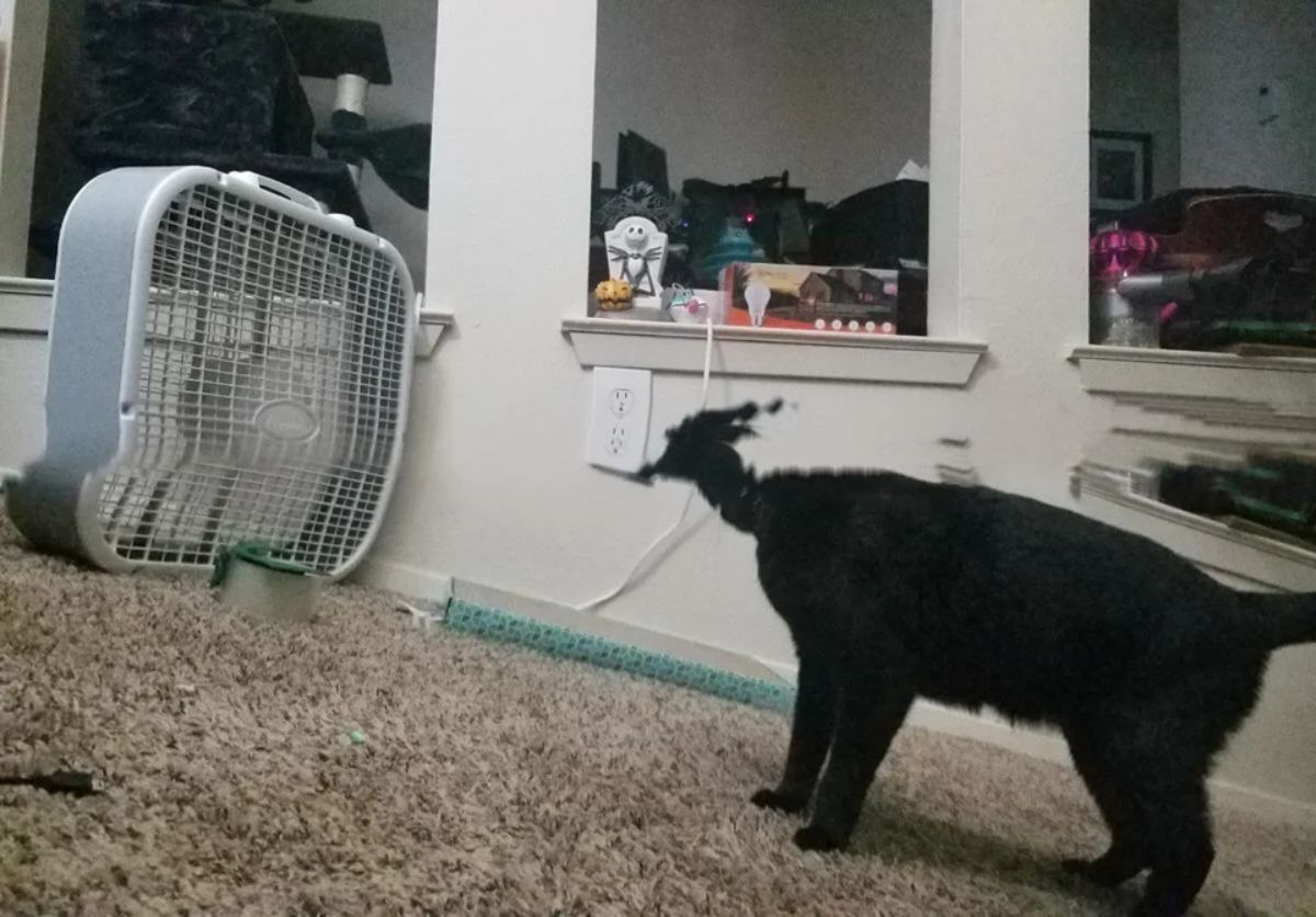 panoramic fail of black cat with a thin neck and almost no head