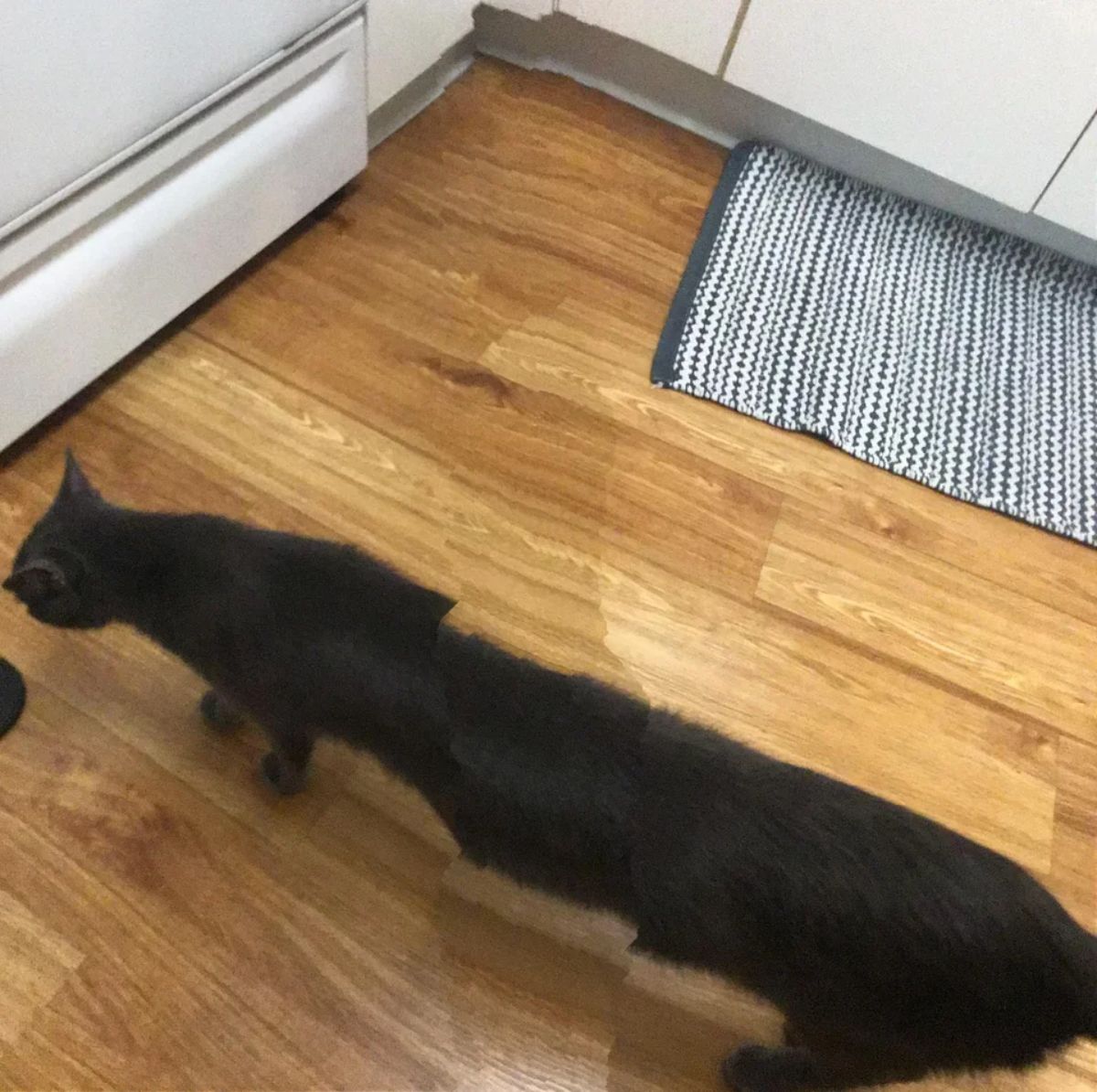 panoramic fail of black cat with a very long body