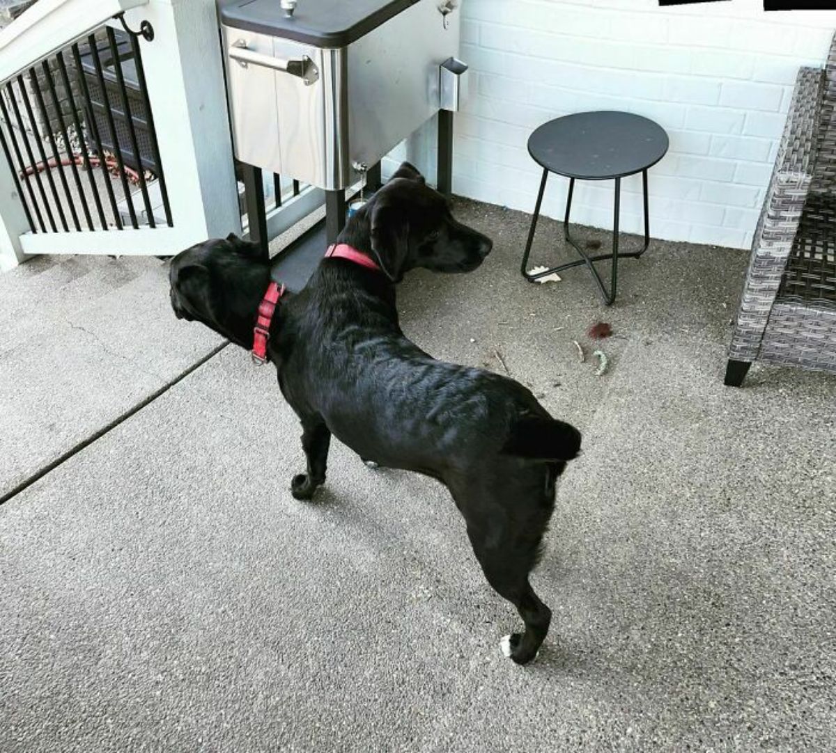 panoramic fail of black dog standing with 2 heads