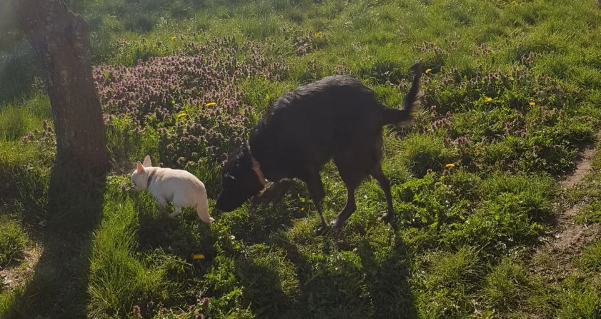 panoramic fail of black dog with stick legs and tail next to a white french bulldog on a field