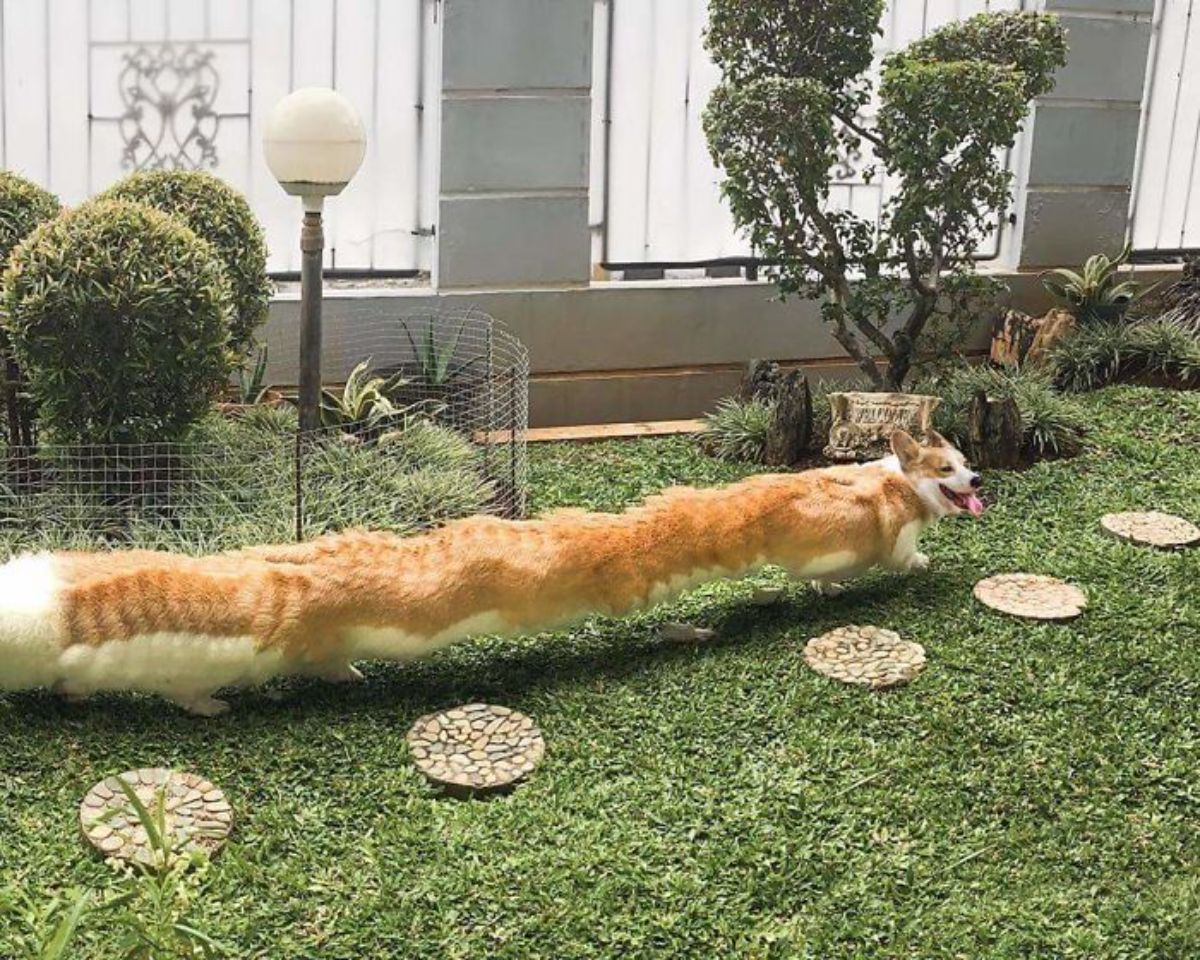 panoramic fail of brown and white corgi in a garden with a long body and very few legs
