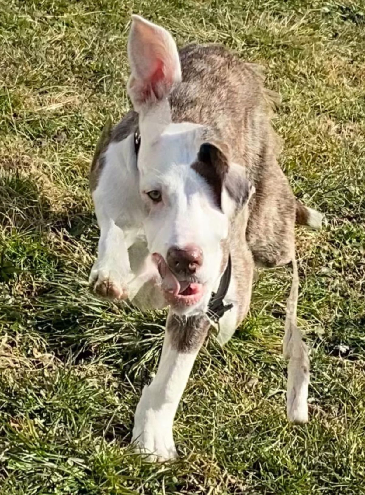 panoramic fail of brown and white dog with 2 faces, one ear in the middle of the face and less legs standing on grass