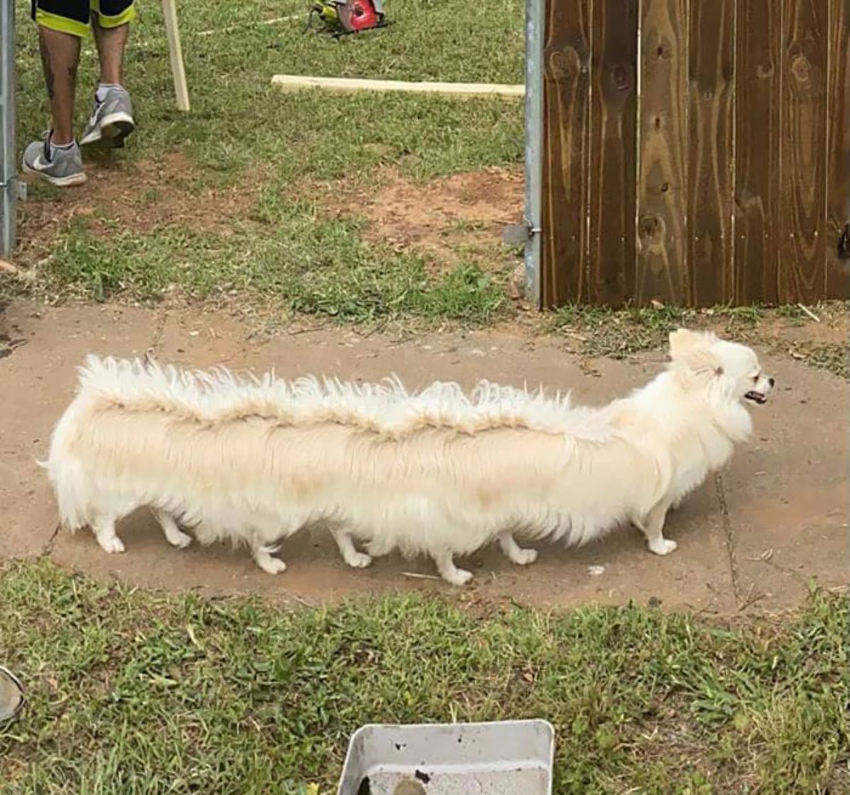 panoramic fail of brown and white dog with a long body and many legs standing in a garden