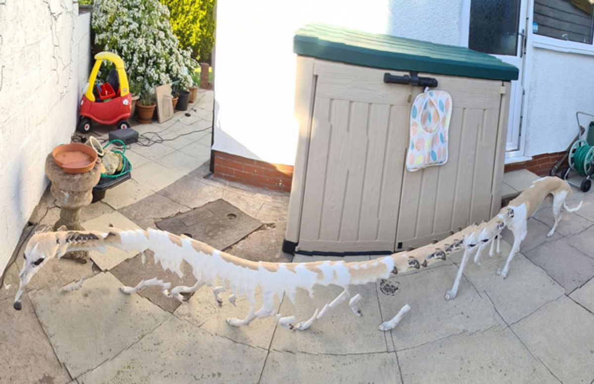 panoramic fail of brown and white dog with a very long body with multiple legs and a long nose