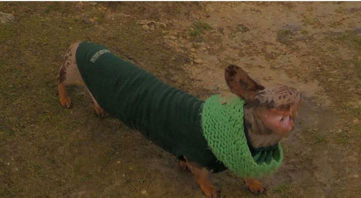 panoramic fail of brown dog in a green coat with a long body