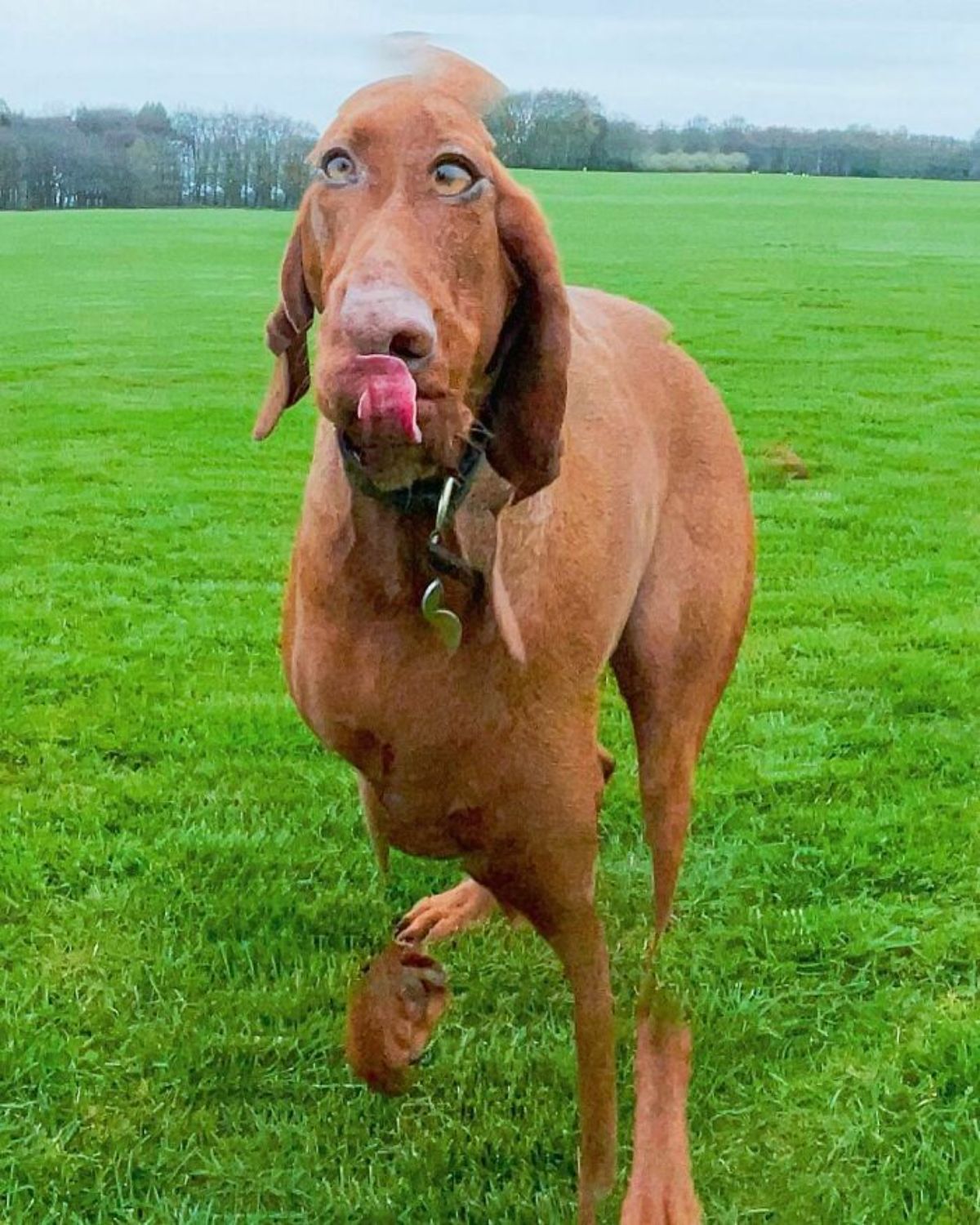 panoramic fail of brown dog standing in a field with a smushed up face, large eyes and some parts of the legs missing