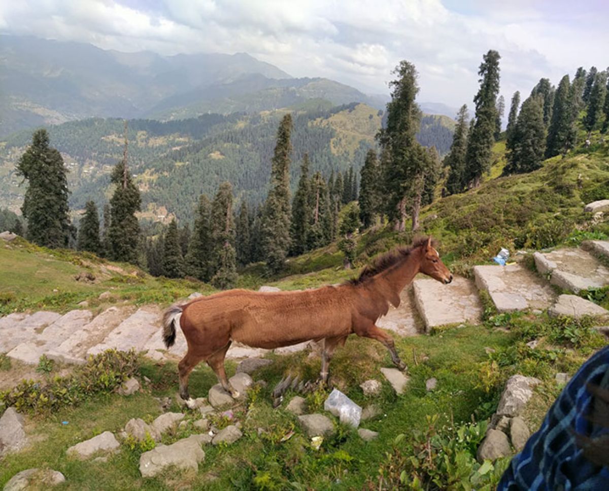panoramic fail of brown horse on a stone path up a hill and the horse has a long body with a very long neck