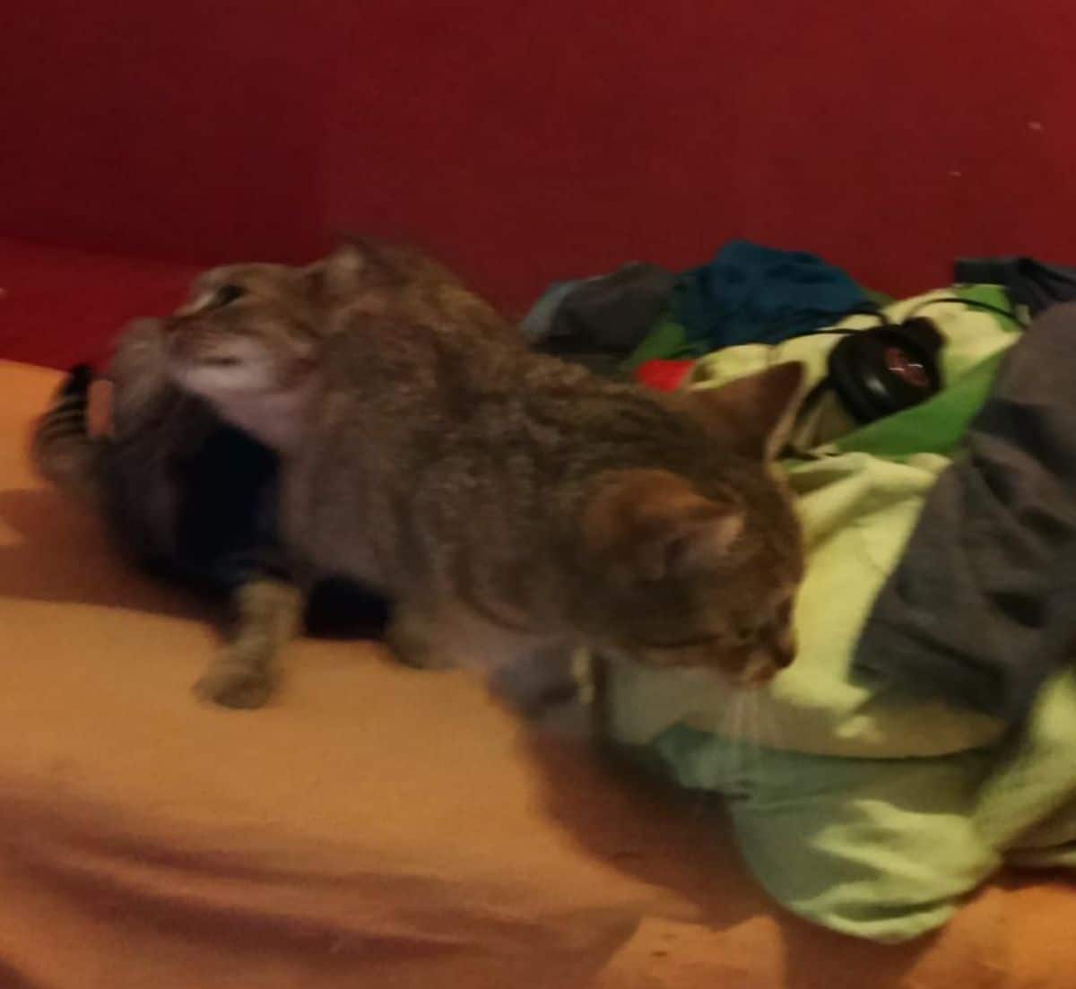 panoramic fail of brown tabby cat with 2 heads on an orange sofa