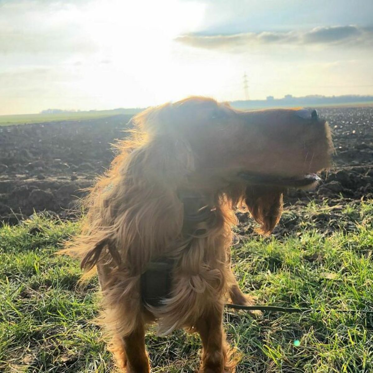 panoramic fail of fluffy brown dog in a field with a very long and thick snout