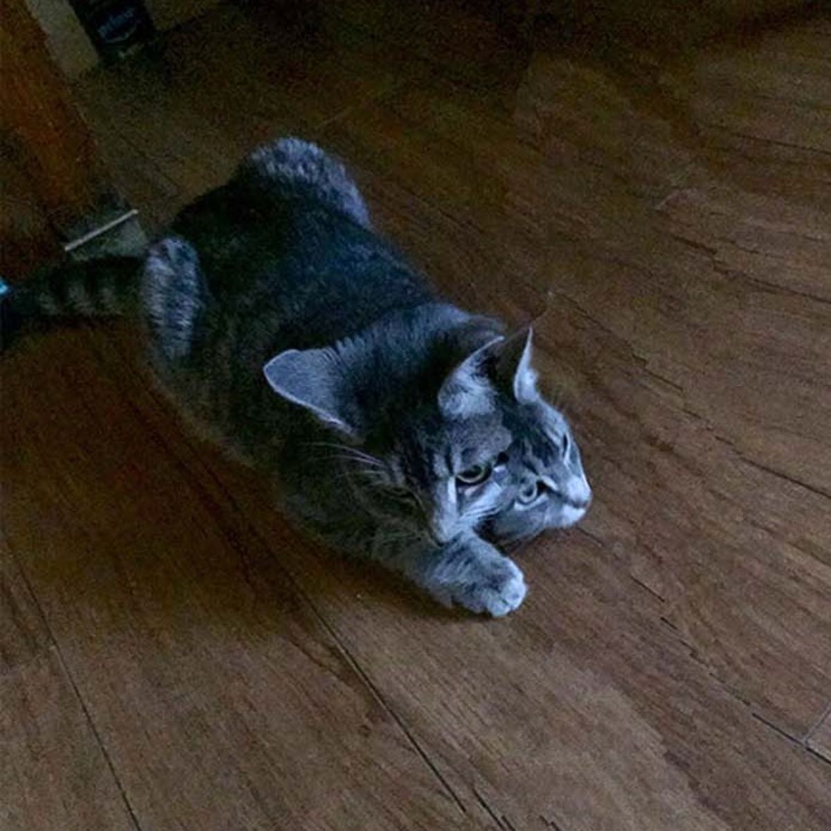 panoramic fail of grey and white cat standing on wooden floor with 2 faces