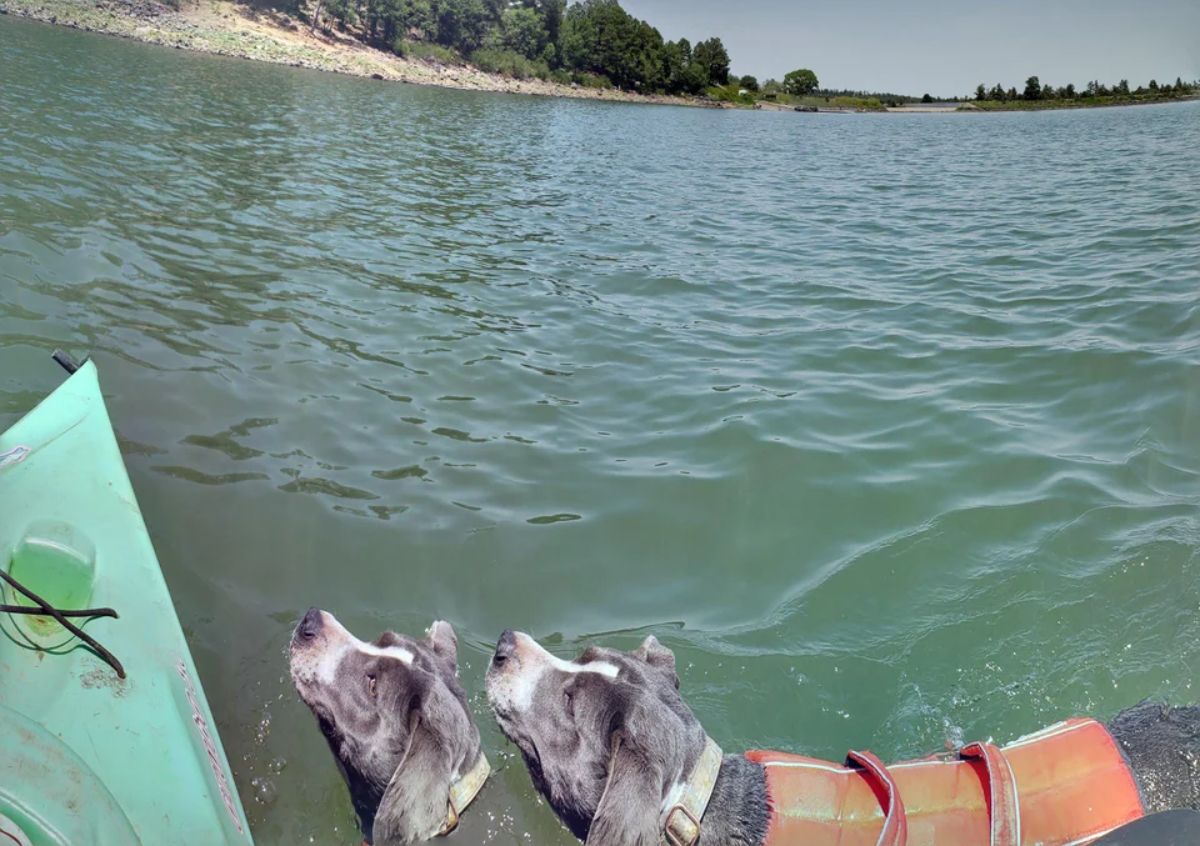 panoramic fail of grey and white dog wearing orange life vest in water next to a boat with 2 heads