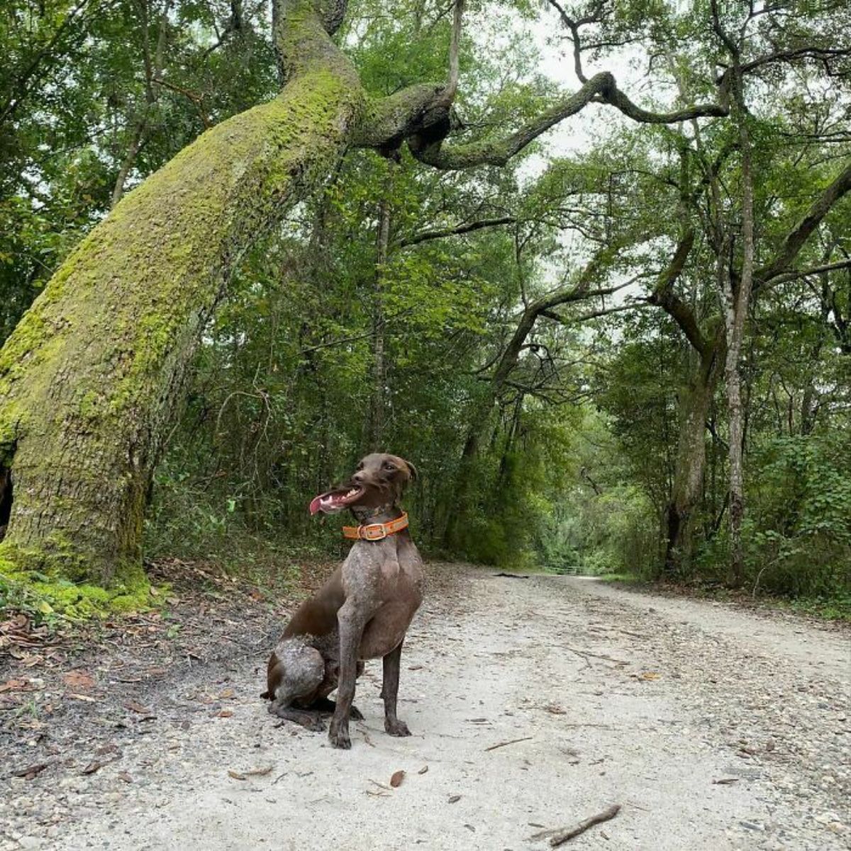 panoramic fail of grey dog sitting on a path by a large tree and the dog has a very long lower jaw with teeth and tongue showing