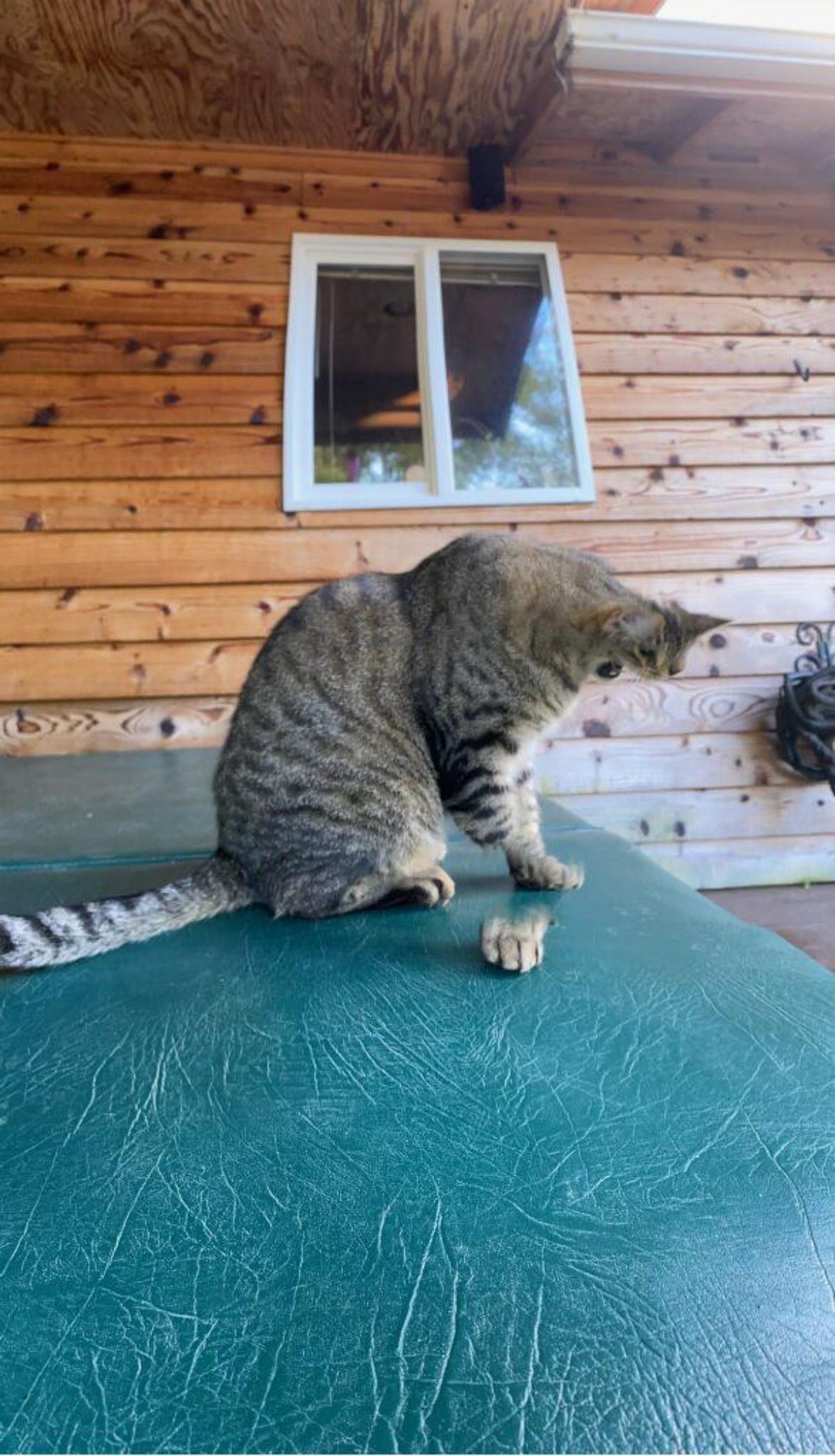 panoramic fail of grey tabby cat sitting on a green chair with one of its paws separate from the body and the cat has no face
