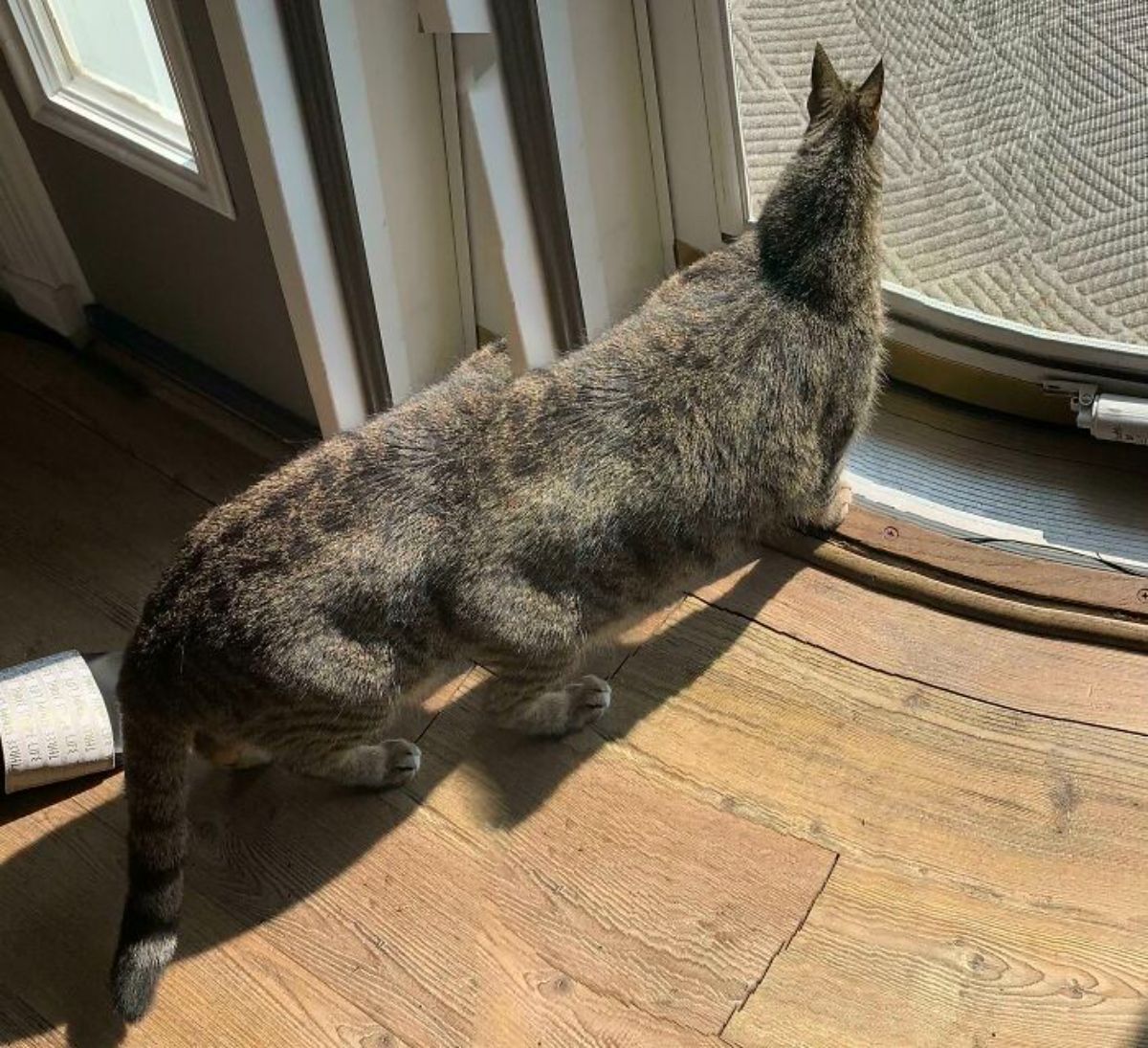 panoramic fail of grey tabby cat standing at a door with a long body and a very thin head