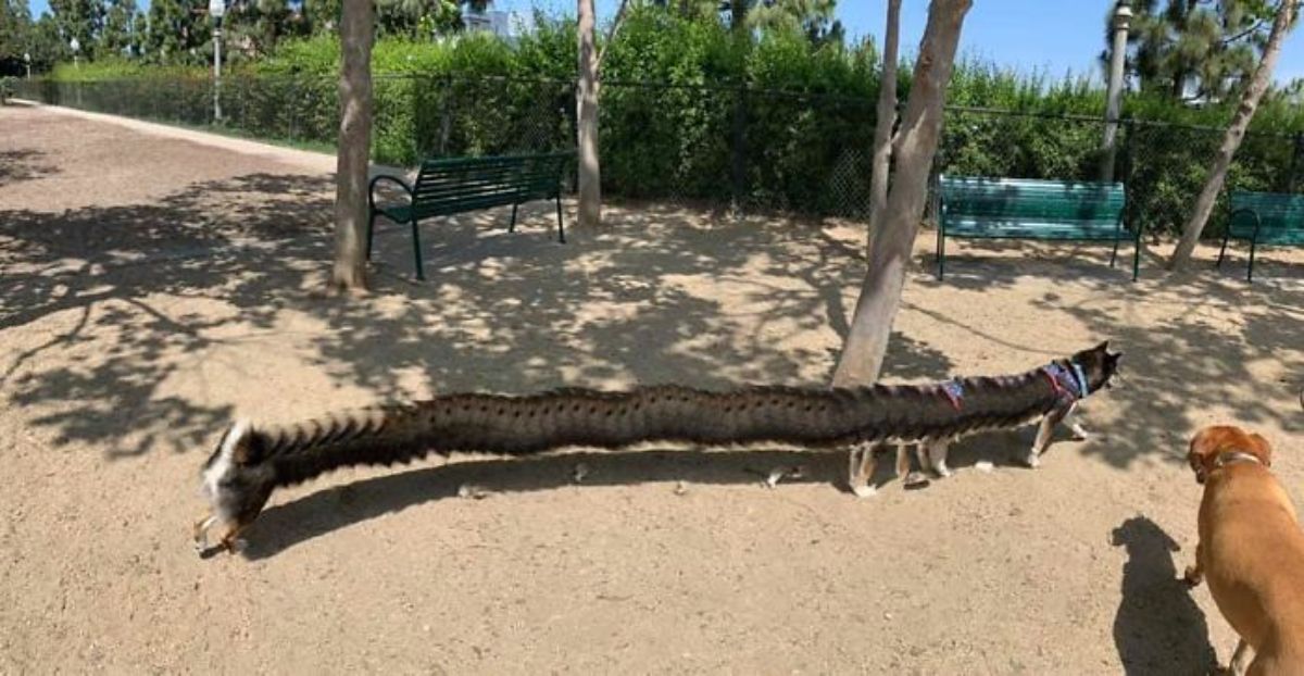 panoramic fail of long black and white dog with multiple legs on sand by trees with a brown dog standing nearby