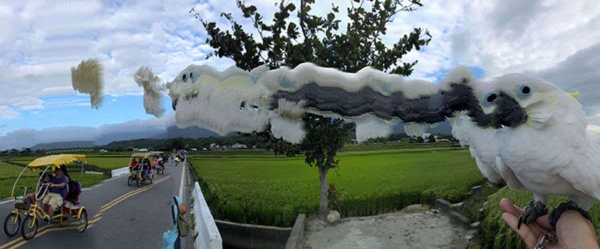 panoramic fail of of white cockatoo with multiple copies of the face