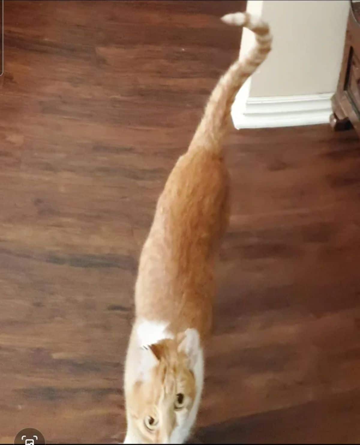 panoramic fail of orange and white cat with a long body with the eyes lopsided