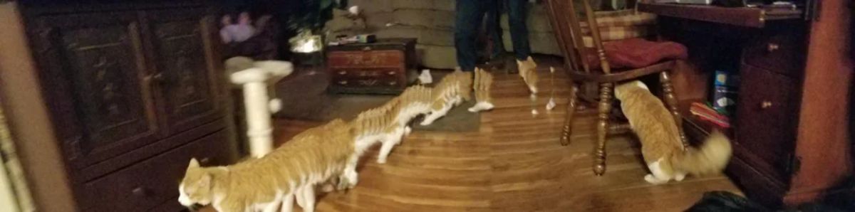 panoramic fail of orange and white cat with multiple copies of it with a normal version, one with only a head and another with a long body