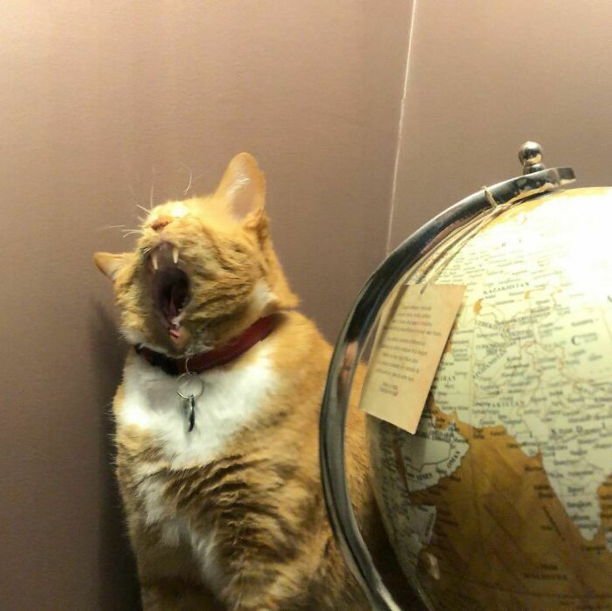 panoramic fail of orange and white cat yawning next to a globe and the cat's mouth is messed up