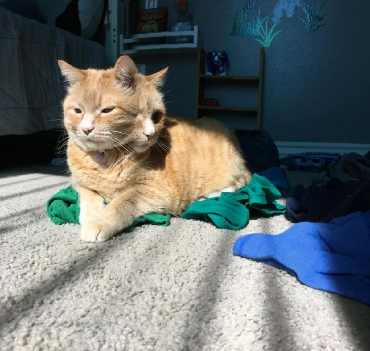 panoramic fail of orange cat laying on green clothes on a light brown carpet and the cat has 2 faces