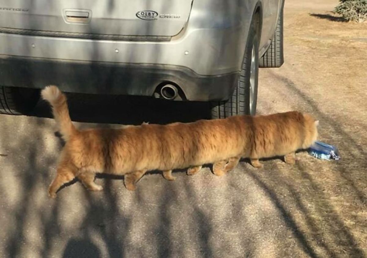 panoramic fail of orange cat with long body with 10 in front of a vehicle and sniffing something blue